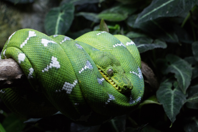 curled up, outdoors, vertebrate, rain forest, animal body part, snake, animal head, tropical, green snake, danger, animal themes, animals in the wild, green color