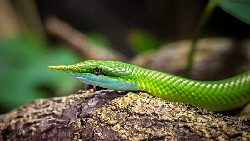 nose, wildlife, reptiles, neunkirchen  saarland, germany, green, deutschland, 1080P, daytime, Rhynchophis boulengeri, reptile, zoo, canon  eos  70d, snake