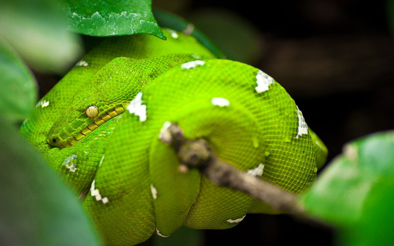 green, hide, snake, branch, itself, animals, 1080P