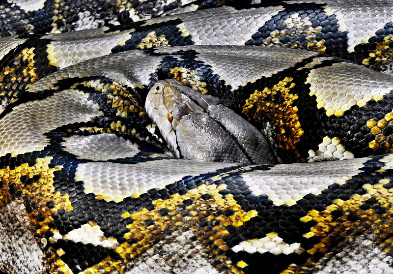 vertebrate, gray, animal, reptile, resting, beauty in nature, pattern, close-up, animals in the wild, black, texture, camouflage, outdoors, coil, one animal