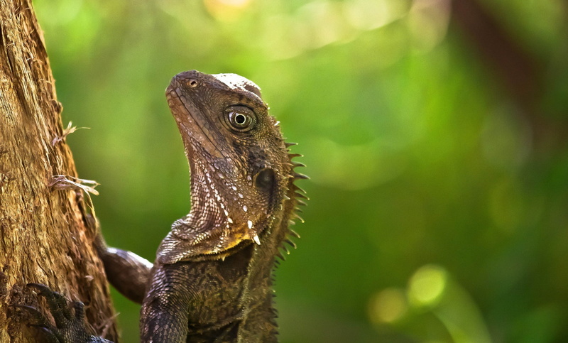 animal wildlife, animals in the wild, iguana, focus on foreground, lizards, day, green color, lizard, animals, forest, chameleon, animal, nature, outdoors