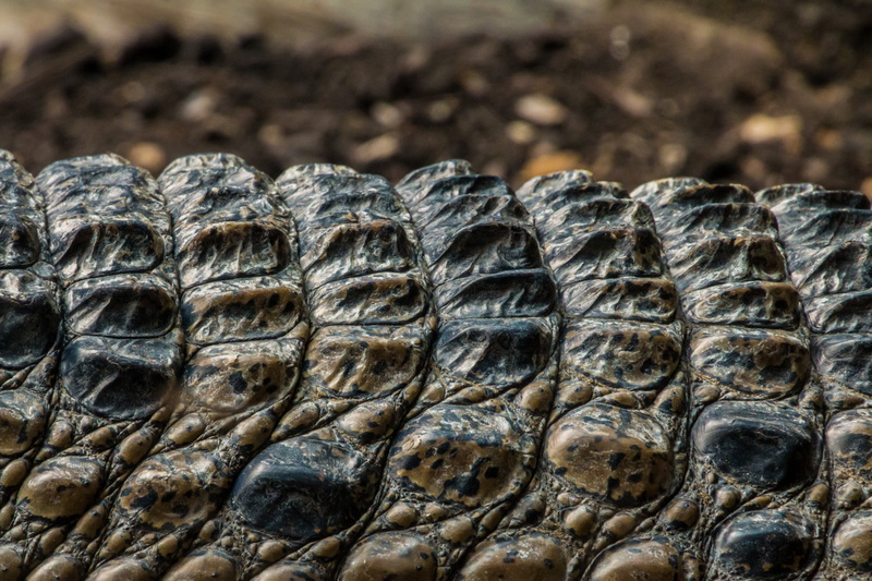 reptile, nature, ancient, outdoors, 4K, s, old, animals in the wild, black, pattern, sculpture, close, scale, focus, day, focus on foreground, textured