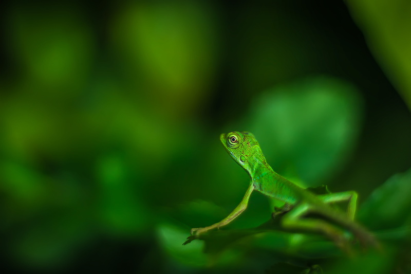 plant, lizard, focus on foreground, animal themes, green color, green, focus, nature, one animal, animals in the wild, plant part, iguana, macro, macro photography