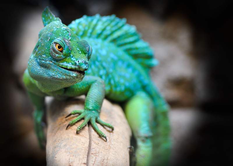 iguana, selective, one animal, animal, animal eye, focus on foreground, vertebrate, focus, human body part, eskilstuna, green, green color, chameleon, exotic