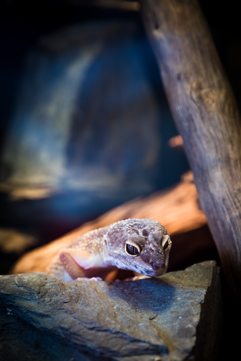 vertebrate, vertical, animal themes, tree, macro photography, reptile, frog, day, amphibian, close, focus on foreground, outdoor, close-up, animal body part