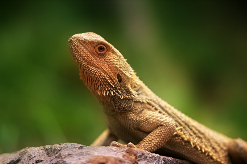 rock - object, animal world, one animal, pink, animal, vertebrate, head, chameleon, focus, terrarium, dry, dragons, day, profile view, animal themes, bearded dragon