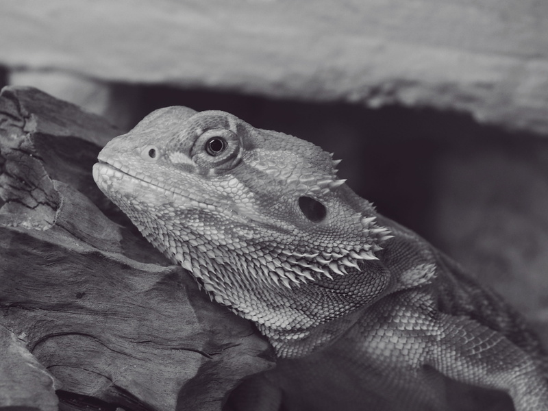 animals in the wild, macro, animal scale, creature, scale, 2K, iguana, reptiles, nature, looking, animal world, animal wildlife, young animals, day, natural pattern