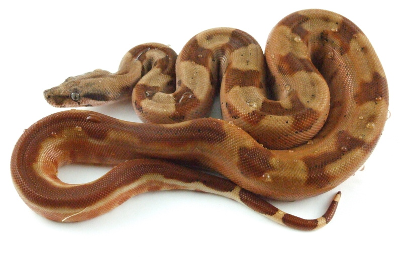 protection, indoors, high angle view, no people, animal wildlife, contrast, studio shot, boid, reptilium, brown, animal, boa, reptile, marine, business