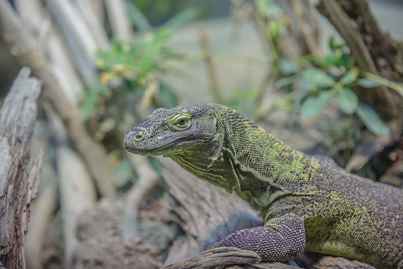 iguana, day, 5K, animal world, tree, close up, creature, animal, vertebrate, plant, focus on foreground, animal head, monitor, monitor Lizard, reptiles