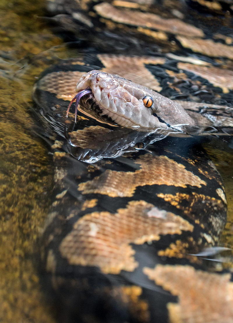 close-up, reticulated python, pattern, outdoors, no people, animal, reptile, animals in the wild, lake, animal wildlife, fish, hartleys crocodile adventures