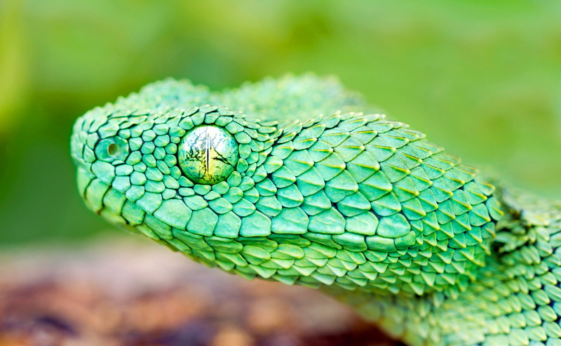 eyes, iguana, animal body part, terrarium, animal, zoo, no people, tropical Climate, 1080P, wildlife, chameleon, animal Head, dragon, snake, reptiles