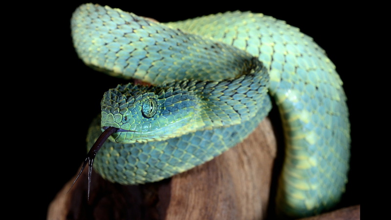 Reptiles, Viper, 1080P, Bush Viper, Animal