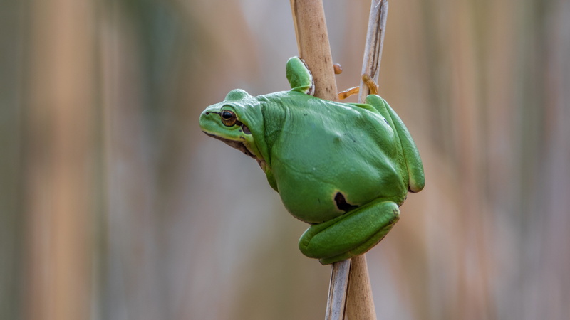 frog, photography, green, hanging, day, 4K, focus, animal wildlife, plant, tree-frog, amphibian, animals in the wild, animal eye, outdoors, nature, animal themes