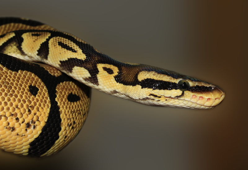 ball python, animals in the wild, animal wildlife, beauty, reptile, curled up, brown, ballpyhton, animal eye, head, nature, shallow, studio shot, python