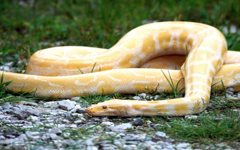 animals in the wild, animals, surface level, selective focus, nature, reptiles, outdoors, animal, vertebrate, fish, reptile, day, food and drink, food