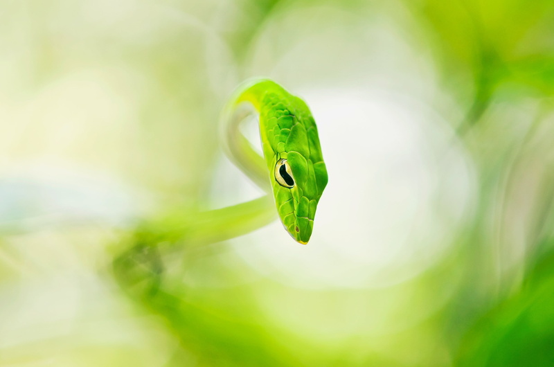 focus on foreground, yellow, vertebrate, growth, nature, animal head, beauty in nature, day, animal themes, outdoors, selective focus, green color, invertebrate