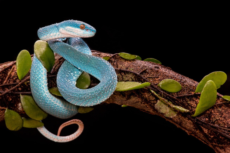 branch, leaves, snake, 1080P, reptiles