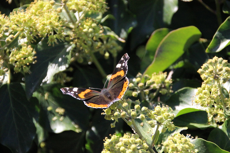 last-summer-greetings, butterfly, homeland, 5K, autumn, golden-october