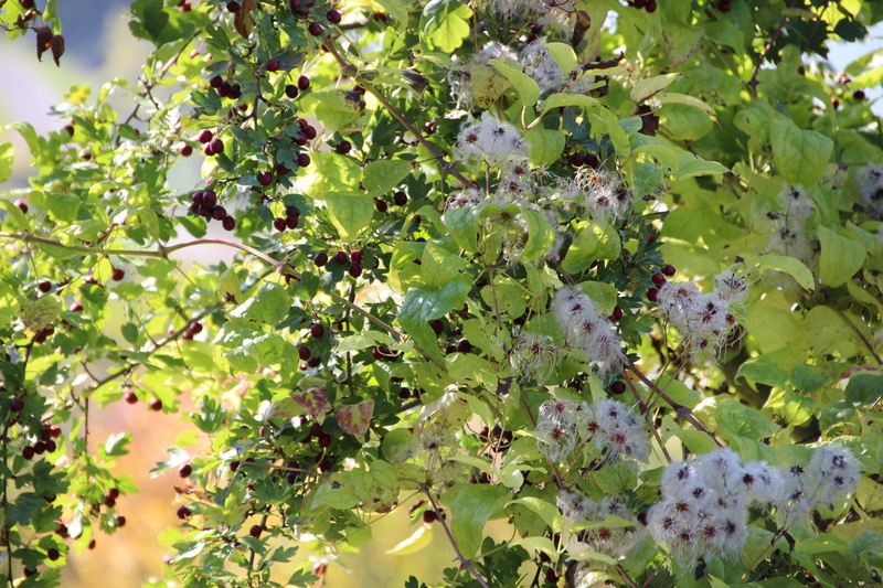 little-tree, homeland, flowers, nature, fur, autumn, 5K, seed, white