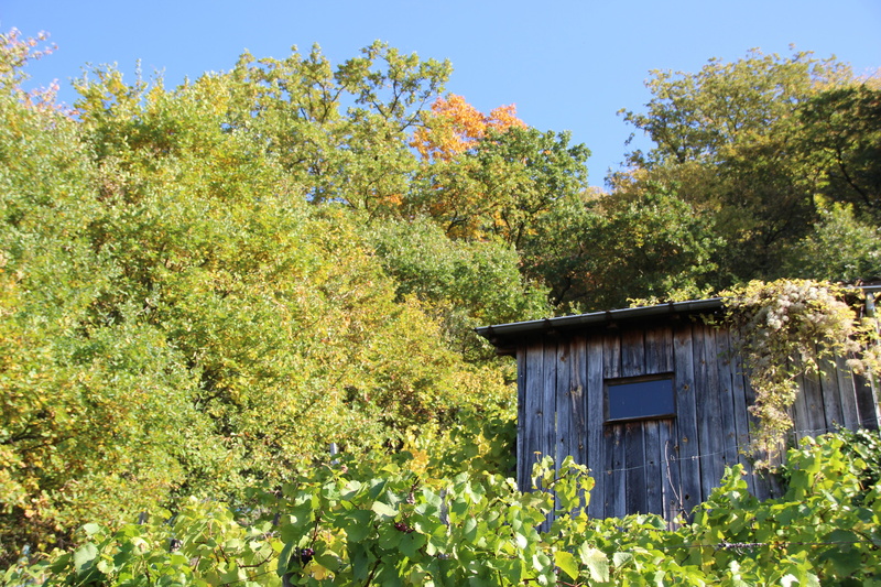 nature, 5K, autumn, shack, homeland, trees