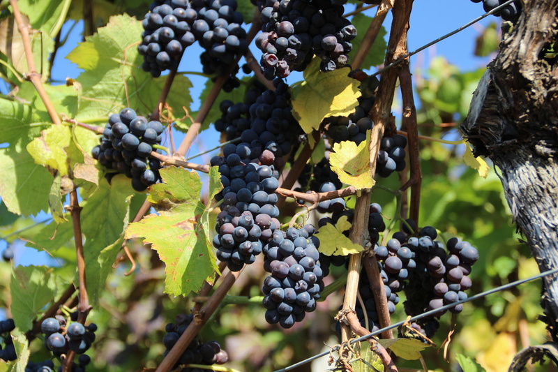 sunny, 5K, autumn, waiting-for-ice-vine, homeland, grapes