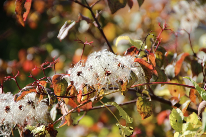 autumn, home, nature, homeland, 5K, flowers