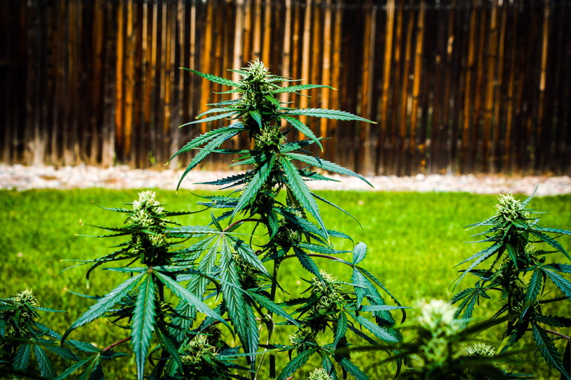 close-up, no people, outdoors, beary white strain, nature, grass, 420 friendly, sativa, day, mary jane, amendment 64, plant, leaf, focus on foreground