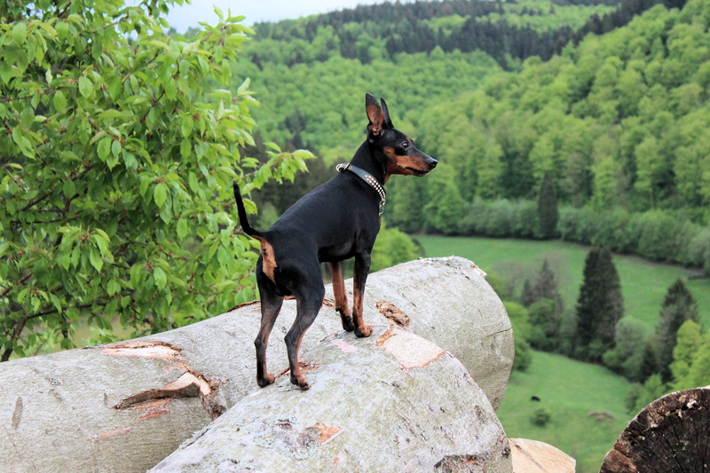 domestic animals, mouth open, rock - object, plant, standing, nature, domestic, 5K, no people, dog, animal themes, animal, pets, strains, log, tree, view
