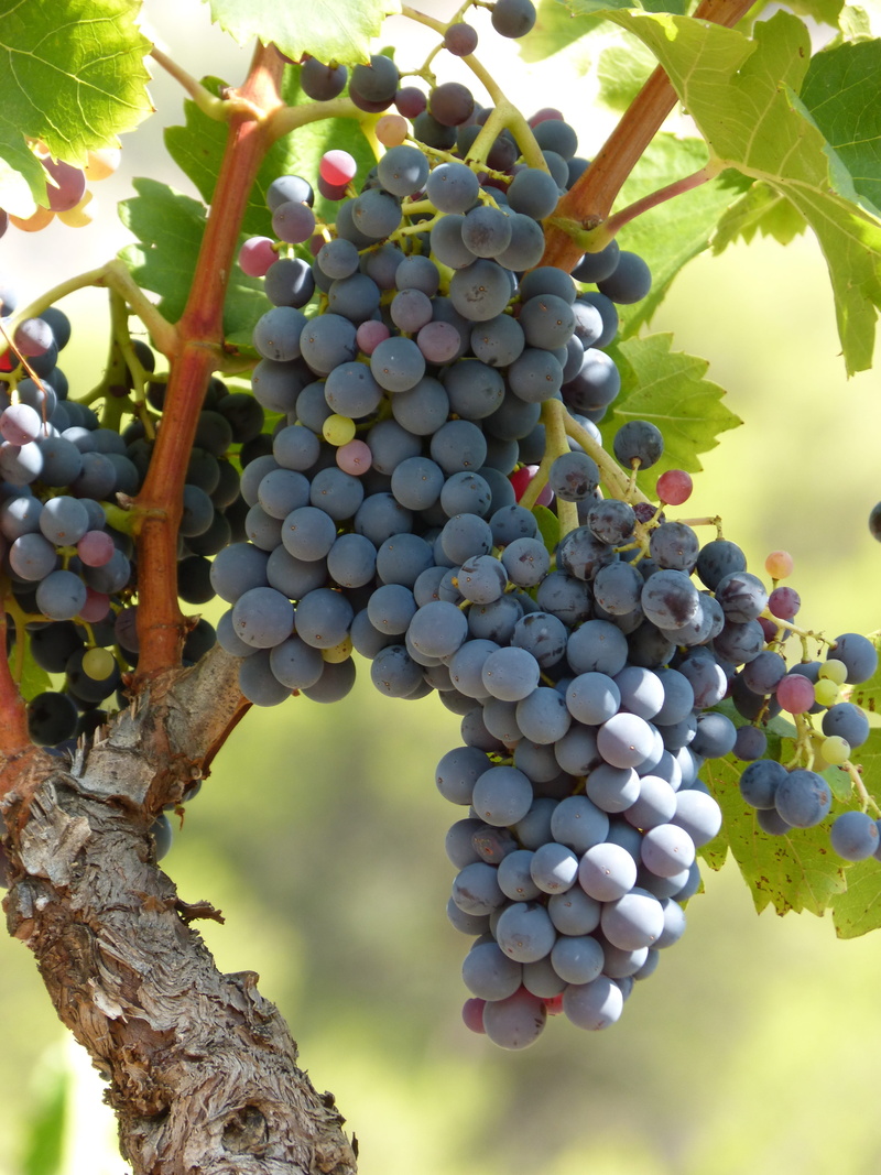 fruit, no people, 4K, hanging, plantation, vineyard, close-up, black grape, food, outdoors, vine, food and drink, plant, focus on foreground, freshness