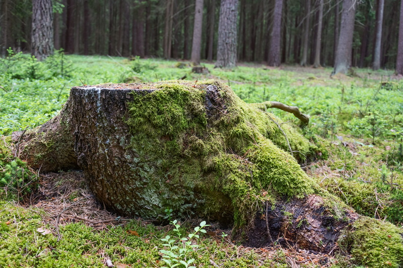 5K, field, lichen, woodland, focus on foreground, tranquility, plant, trunk, non-urban scene, Stump, natural, green Color, Moss, beauty in nature, moss