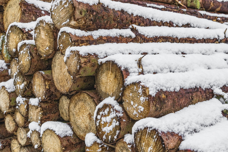 covering, stacked, frozen, winter, like, 5K, stack, cold, white color, background, tranquility, tribe, nature, wood, snowy, forest, tree trunks, covered