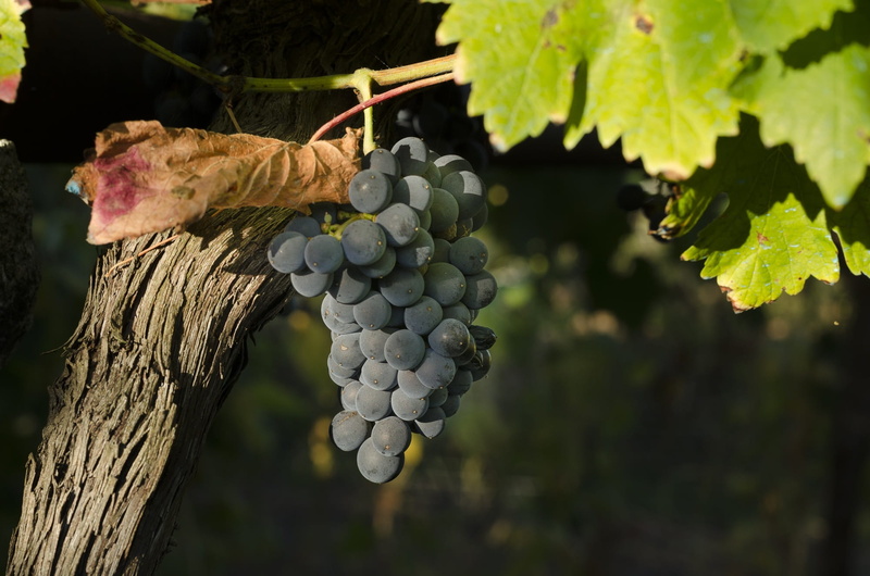 cultivation, viticulture, plant, winemaking, wine, maturation, wine production, plant part, vineyard, black grapes, growth, harvest, close-up, bunch, tree