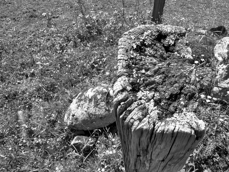 black and white, plant, abandoned, no people, tree stump, tree, bark, nature, growth, grass, day, wood - material, forest, land, sunlight, high angle view