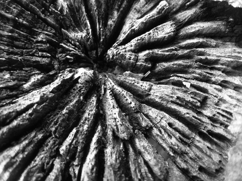 pattern, selective focus, textured, plant part, full frame, deadwood, detail, rough, tree, day, plant, tree trunk, bark, pine woodland, abstract, backgrounds