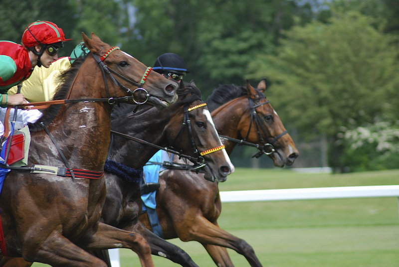 domestic, 4K, real people, bridle, horseback riding, outdoors, livestock, gallop, vertebrate, two animals, pets, working animal, ride, horses, domestic animals