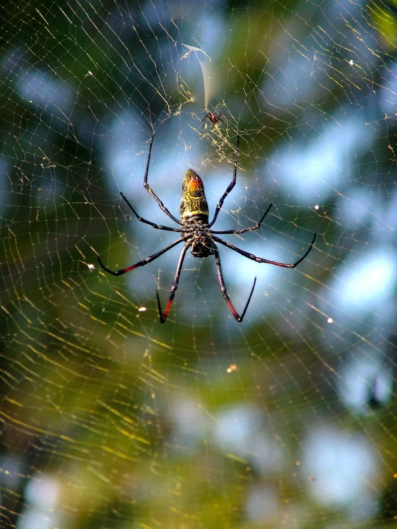 spinning, animal wildlife, invertebrate, spider, web, 2K, no people, vulnerability, network, animals in the wild, focus on foreground, animal leg, cobweb