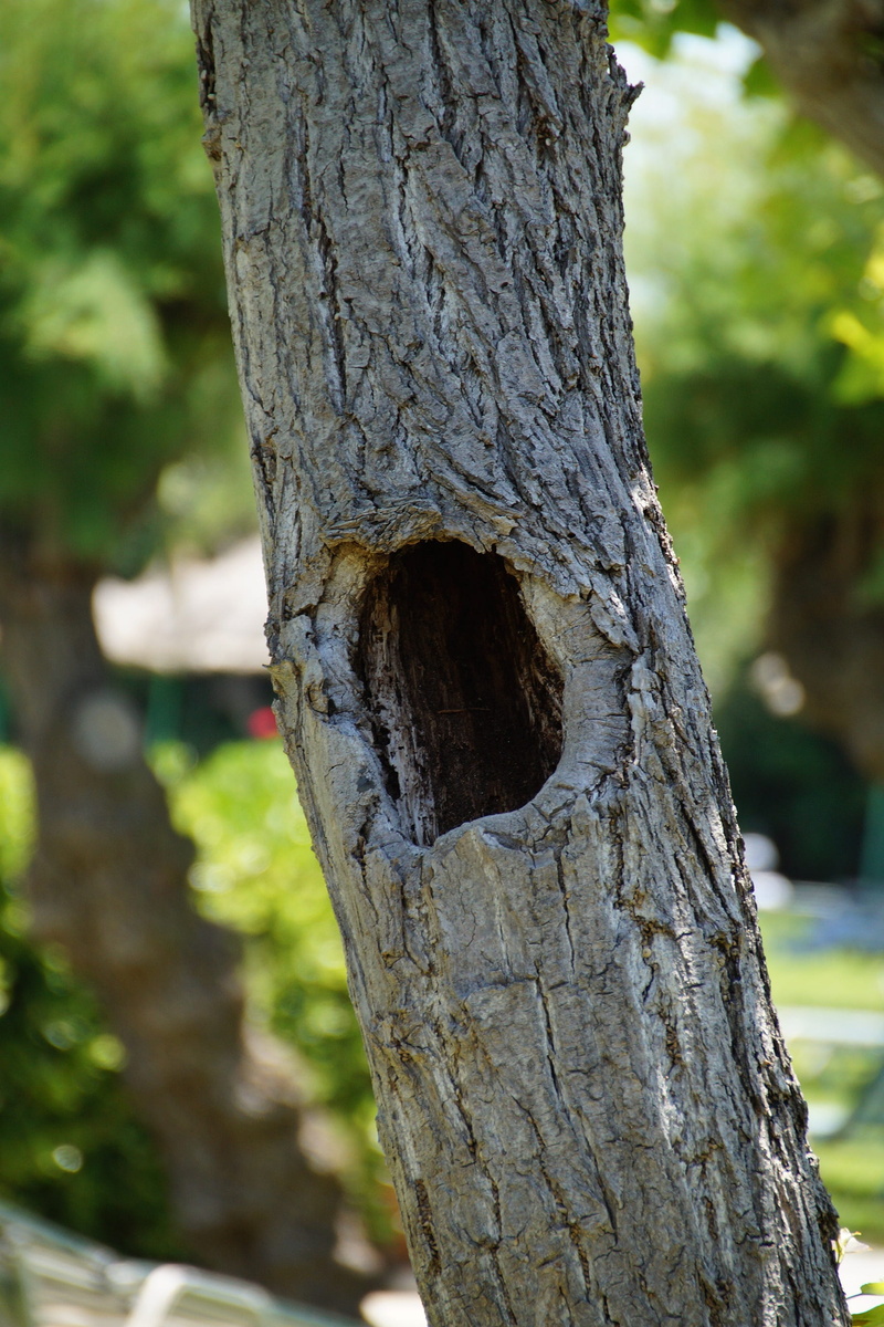 point, land, beauty in nature, no people, plant bark, strain, growth, textured, bark, dwelling, nature, hole, rough, focus on foreground, day, 2K, sunlight