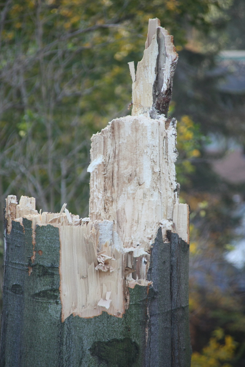old, field, tree, rot, strain, wood - material, focus on foreground, damaged, fungus, 4K, hole, bark, wooden post, weathered, boundary, wood, day, plant