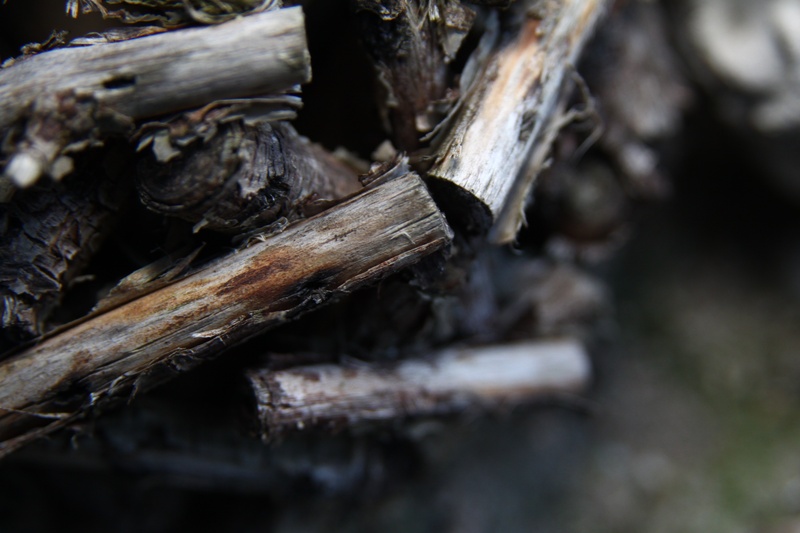 nature, wood, fossil fuel, deforestation, full frame, wood - material, backgrounds, firewood, tree, close-up, no people, glued, horse mackerel, selective focus