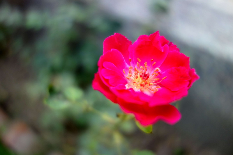flowering plant, pink color, vulnerability, flower head, sony rx100, red rose, freshness, red, flower, outdoors, day, nature, focus on foreground, fragility