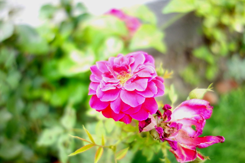 petal, growth, 4K, leaf, no people, pink color, outdoors, close-up, green color, plant, fragility, springtime, rx100, day, nature, flower, freshness, sony rx100