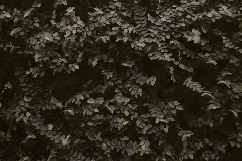outdoors, nature, no people, leaves, day, fragility, background, botany, plant part, full frame, manila, growth, leaf, land, vulnerability, earth, naturelover