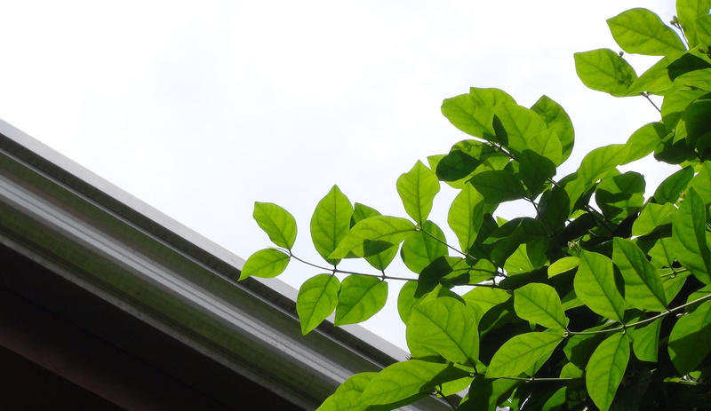 nature, tree, 5K, low angle view, outdoors, minimalist, metro manila, manila, built structure, day, no people, ph, plant part, sunlight, growth, arabian jasmine