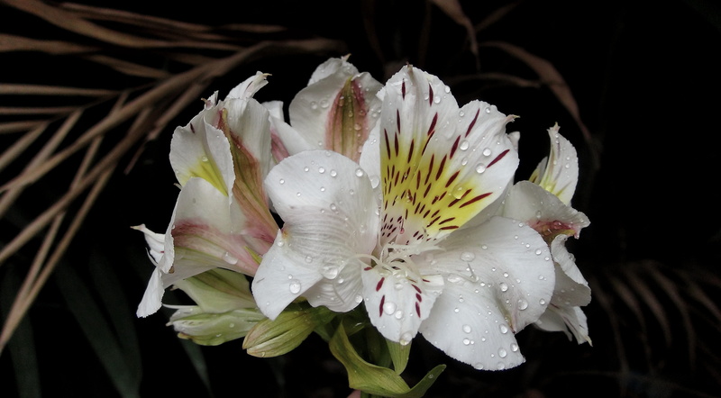 white color, nature, springtime, black background, dew, minimalist, manila, fragility, 5K, peruvian lily, alstroemeria casablanca, earth, water, beauty in nature