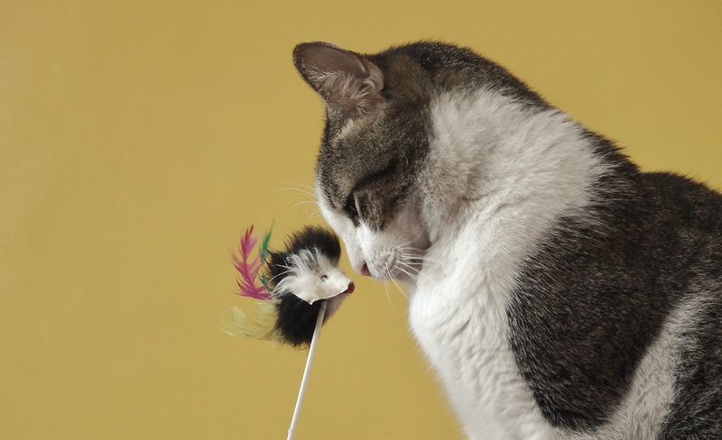 cat, mouth open, pets, meow, 5K, vertebrate, studio shot, feline, whisker, cats, no people, indoors, animal, side view, catlovers, kitty, domestic, animals