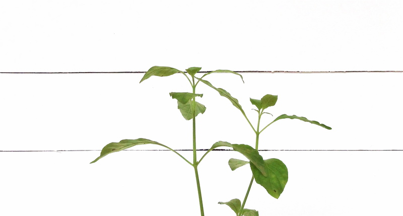 outdoors, ivy, philippines, green, studio shot, earth, beauty in nature, no people, ph, leaf, plant, day, cable, bg, background, plant part, nature, plant stem