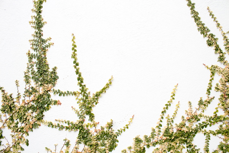 lifestyle, leaf, minimal, pattern, pastel, decoration, close-up, season, nature, no People, freshness, vine, white, french design, abstract, flower, green Color