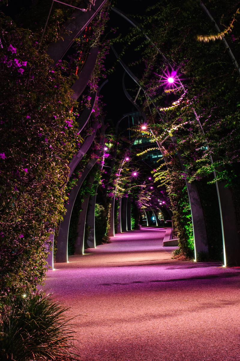 treelined, no people, plant, water, purple, flowering plant, australia, flower, queensland, tree, direction, street, city, trees, outdoors, architecture