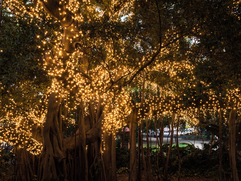 sky, architecture, trees, lighting equipment, tree, bright, night, illuminated, outdoors, branch, streaming, land, australia, brisbane, art, glowing, qut