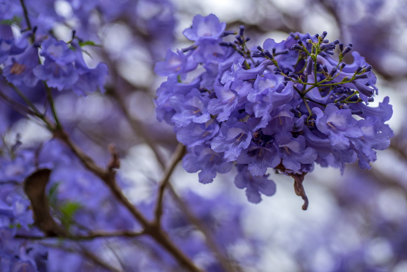 bunch of flowers, jacaranda, softness, freshness, floral, blossom, brisbane, petal, lilac, queensland, springtime, growth, spring, flower, outdoors, 4K
